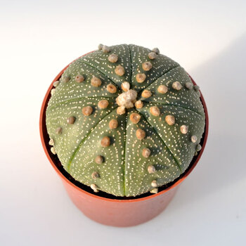 星兜锦稀有仙人球高端品种球无刺开花球锦超兜肉肉植物星兜78cm裸根不