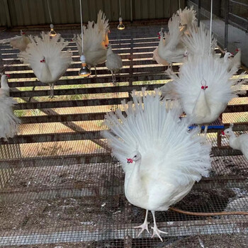 安小离活体幼苗变异白花孔雀脱温幼崽宠物观赏鸟可以食用孔雀种蛋 白