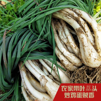 新鲜荞头藠头 带叶 去叶 带根茭头 2.5kg 时令蔬菜