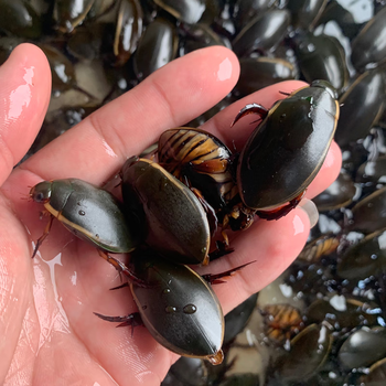 水蟑螂活体观赏宠物金边龙虱黄边水甲虫水龟子射鸟龟包活送到家 20只