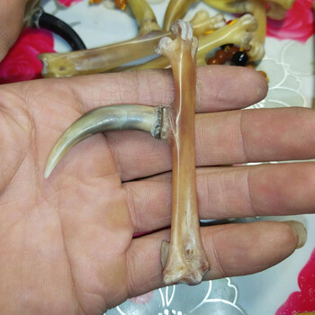 高品质土鸡文玩鸡蹬子鸡爪骨手把件盘玩鸡拐子冷门文玩男士随身把玩抓