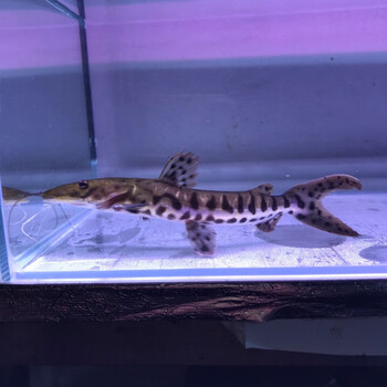 思汗鲨蓝鲨鱼大白鲨虎头鲨鱼白化鲨热带鱼观赏鱼活体扁嘴鲨1314cm1条