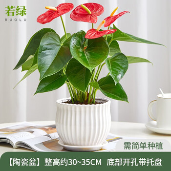 若绿 白掌盆栽 绿植盆景水培土培植物 一帆风顺客厅办公室内桌面花卉 红掌(细纹陶瓷盆) 含盆