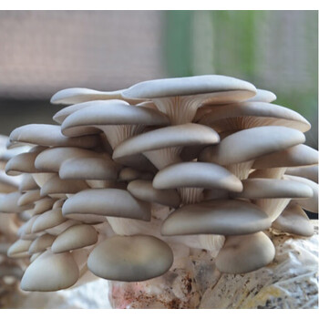 蘑菇种植包食用菌棒菌种平菇菌包种子阳台蘑菇菌种植包蘑菇菌包 平菇