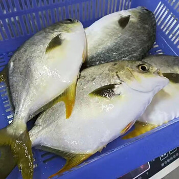 锦祥橙 新鲜特大号金鲳鱼鲜活冷冻金仓鱼白鲳平鱼 0.6斤-0.
