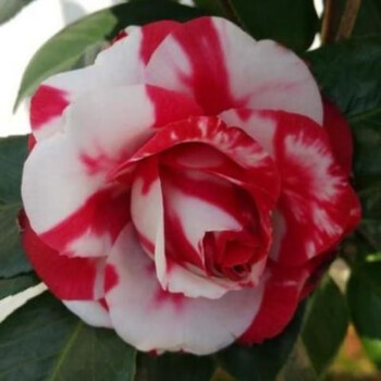 oimg克瑞墨大牡丹茶花盆栽美国浓香巨型绿植木本的花卉植物庭院 朵芮