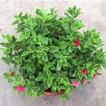 绿萝小花卉盆景桌面室内盆栽水培植物盘景净化空气室内吊兰牡丹吊兰一