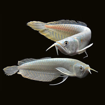 热带观赏鱼活体银龙鱼活鱼大中型鱼缸风水宠物鱼金龙鱼发财鱼龙鱼乳白色8 10cm银龙苗1条 图片价格品牌报价 京东