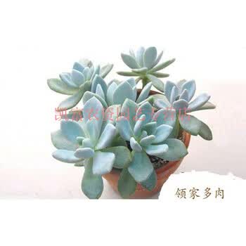 冬美人多肉植物清棚冬美人绿植盆栽组合套餐大老桩冬美人单头5 7cm精选大颗不含盆 图片价格品牌报价 京东