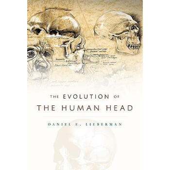 The Evolution of the Human Head