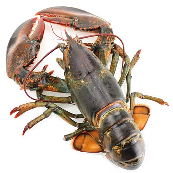 鲜太公波士顿龙虾生冻大龙虾速冻波龙特大1~10斤冰鲜澳洲澳龙青龙海鲜