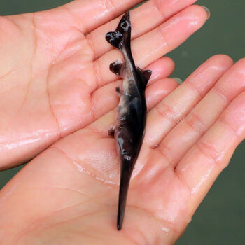 鸭嘴观赏鱼冷水鱼淡水鱼养殖小鸭嘴食用名贵鱼鸭嘴鲟鱼 鸭嘴鱼7-9厘米