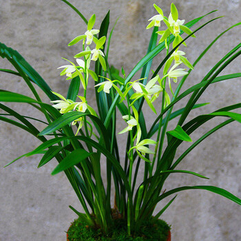 兰花【观音素】 植物盆栽绿植室内 花卉植物兰花苗 观音素3苗 不含盆