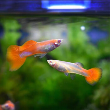 【京选推荐】孔雀鱼活体热带鱼纯种凤尾鱼小型观赏鱼淡水鱼繁殖胎生鱼