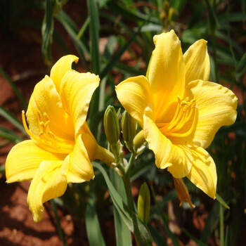 香水百合花种球当年开花香味怡人带芽发货黄百合种球1个 图片价格品牌报价 京东