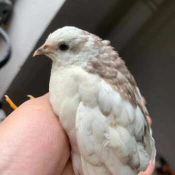 网红芦丁鸡下蛋鸡活体宠物观赏鸡迷你鸡袖珍鸡芦花鸡纯白瓦灰礼服