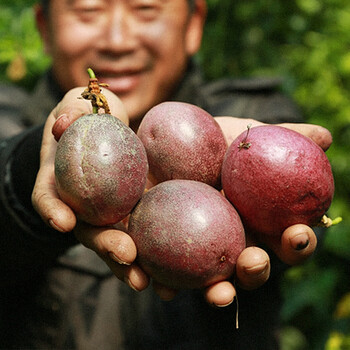 寿禾高质量本土苗木价格走势及实测评测