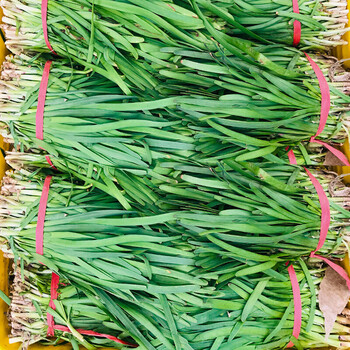 【京鲜达】蔬菜韭菜新鲜吃货时令爱心当季家菜叶菜类青菜山东 9斤
