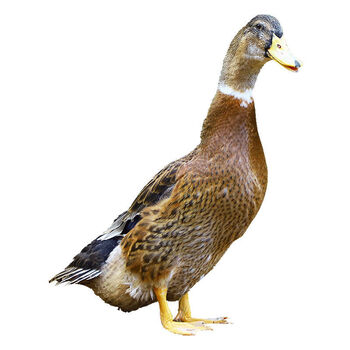 棠鲜生农家鸭子麻鸭新鲜鸭肉水鸭旱鸭土鸭笨鸭五谷喂养一只麻鸭