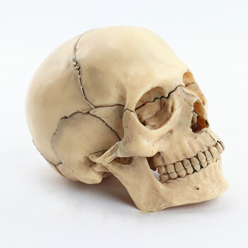 医学可拆分卸15部件1:2人体彩色头骨模型头颅骷髅头教学 1:2可拆15件