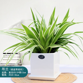 心头肉金边吊兰盆栽水培植物垂吊绿植室内四季常青盆栽桌面好养小盆栽