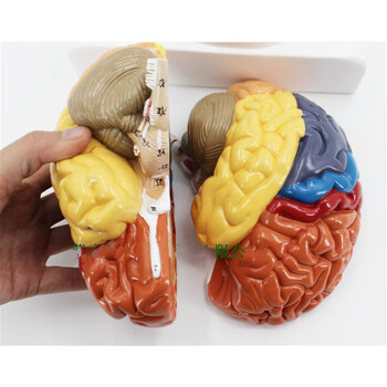 人体大脑模型脑血管模型脑解剖模型医学教学用模型可拆分9倍件色分脑2