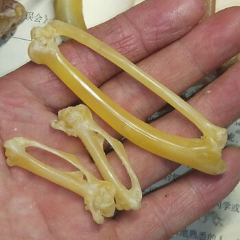竹根雕手把件文玩鸡蹬骨鸡拐骨鸡爪骨玉化把玩鸡蹬子冷门手把件鸡凳子