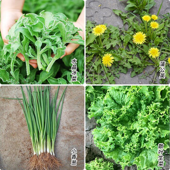 美农汇四季小香葱种子盆栽分葱籽非转基因农家田园蔬菜籽家庭菜园小葱种孑大面积栽培种植小香葱 冰菜 蒲公英 生菜 图片价格品牌报价 京东
