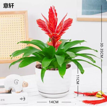 意轩招财手红玉扇鸿运当头盆栽绿植花卉植物室内花客厅 招财手【含白