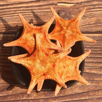 tlxt深海野生海星海鲜水产干货煲汤海星五角星海产品淡干海星干货