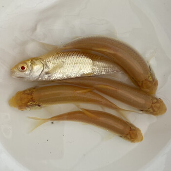 荣郁红眼金草鱼苗黑眼金丝鲩可选新品赤目黄金鲩淡水养殖冷水原生观赏