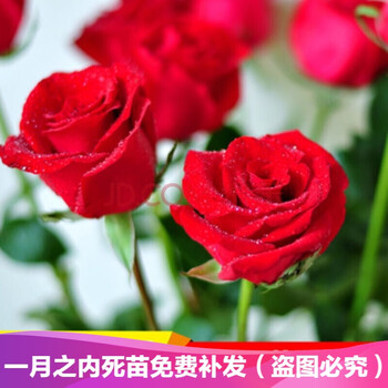 玫瑰花苗四季浓香型切花玫瑰苗盆栽庭院阳台观赏花卉欧月玫瑰苗盆栽蔷薇花苗月季花苗红色妖姬4棵 肥料 生根粉 图片价格品牌报价 京东