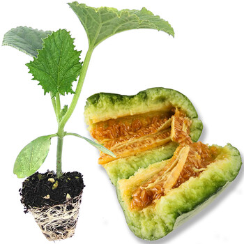 雪沫羊角蜜甜瓜苗四季种植早熟高产超甜香瓜秧子幼苗羊角酥脆苗秧