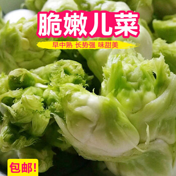 四季菜种娃娃菜蔬菜抱儿菜孑菜籽耳菜娃重庆儿菜种子原装5克1包送肥料
