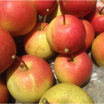 现采摘速发产地直发北京平谷新鲜红肖梨红梨沙梨甜梨可煮红梨水5斤装