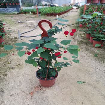 灯笼花藤本爬藤植物盆栽蔓性风铃花室内外庭院观花绿植四季好养t7 灯笼花盆栽高度60公分带盆栽好 图片价格品牌报价 京东