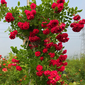 蔷薇花苗藤本月季大花浓香爬藤植物盆栽玫瑰庭院阳台爬墙四季开花红色蔷薇 爬藤 高度1 6 1 8米 备注品种 图片价格品牌报价 京东