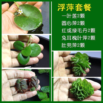 鱼缸浮萍水草活体植物浮性no3净化水质微景观水族箱浮萍套餐5 图片价格品牌报价 京东