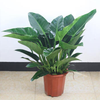 金钻大型盆栽绿植室内净化空气大叶红钻客厅 不含盆 50-60厘米高大盆