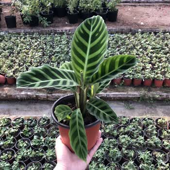 叶植物喜阴植物室内盆栽绿植青苹果竹芋13cm简易盆青背天鹅绒竹芋含盆
