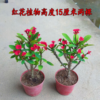 麒麟花小叶虎刺梅有品种四季开花盆栽麒麟花黄色铁海棠耐旱花卉粉红花两盆15cm高小叶刺梅不含盆 图片价格品牌报价 京东