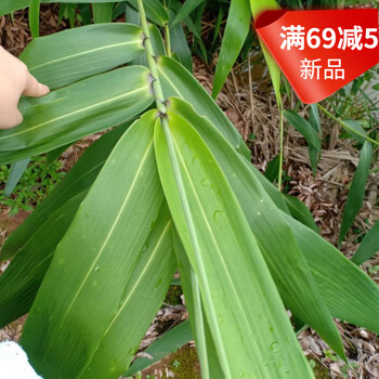 新鲜粽叶广西野生粽子叶芦苇叶新鲜粽子叶现摘芒粽叶精选特大叶1斤
