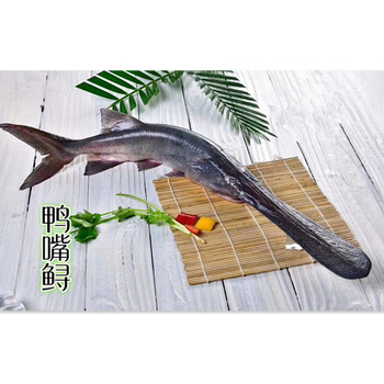 鸭嘴鱼匙吻鲟脆骨鱼鲜活新鲜冷冻鸭嘴鲟食用海鲜12斤酒店私房菜