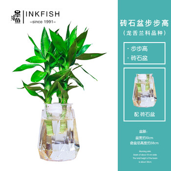 墨斗鱼花盆花器 墨斗鱼观音竹盆栽带砖石透明花盆 Pvc材质 节节高家庭客厅办公室桌面无土栽培水培植物水养带根盆栽盆景 行情报价价格评测 京东 墨斗鱼花盆花器 墨斗鱼观音竹盆栽带砖石透明花盆 Pvc材质 节节高家庭客厅办公室桌面无土栽培水培植物水养带根盆栽盆景 行情报价价格评测 京东