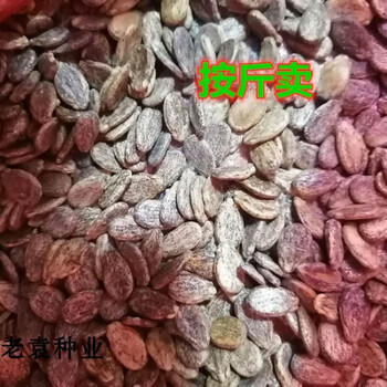 西瓜种籽巨型懒汉瓜麒麟甜王四季水果早熟西瓜 懒汉瓜王西瓜种子1斤京