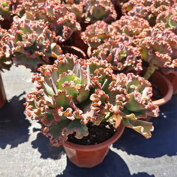 多肉植物老桩大盆云南基地露养女王花笠花园庭院酒店公园软装 女王花