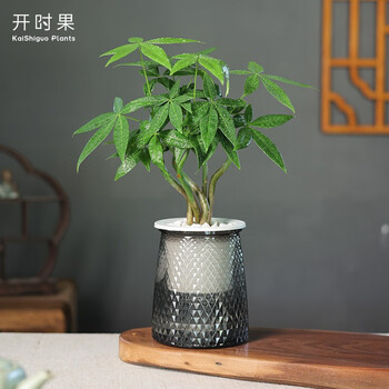 开时果 绿植盆栽办公室桌面摆件（栽好发货）水培绿植花卉盆景水生植物 五辩发财树