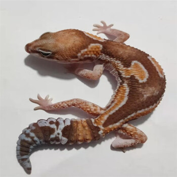 肥尾守宫宠物易养爬宠爬虫成体豹纹守宫可爱成体豹纹守宫活体幼体