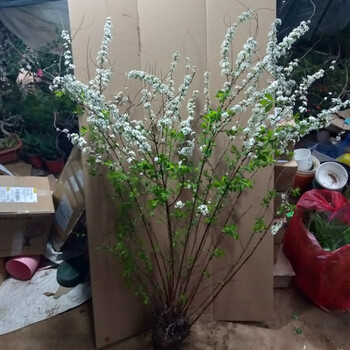 雪柳苗盆栽植物喷雪花绿植花卉冬季耐寒开花鲜切枝条珍珠梅小手球