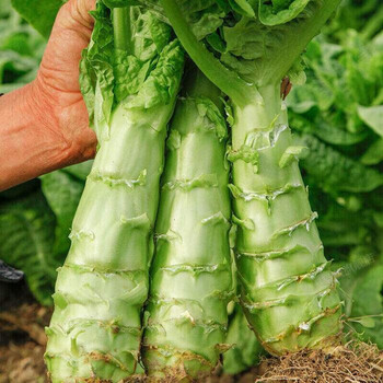 新鲜莴笋农家自种苣菜绿心精品莴苣 1500g